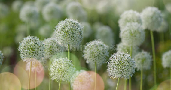 植物 大蒜 昆虫 韭菜 花蜜 美女 粉红色 洋葱 蜜蜂 特写镜头