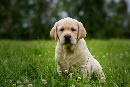 可爱的黄色小狗拉布拉多猎犬在绿草的背景