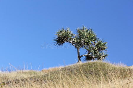 绿色植物 草坪 农事 国家 风景 利亚 自然 领域