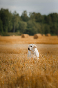 美丽的拉布拉多猎犬，在田野里遛狗，