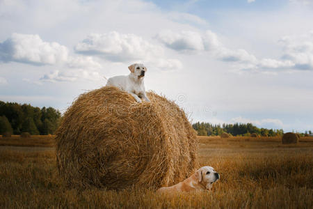 美丽的拉布拉多猎犬，在田野里遛狗，