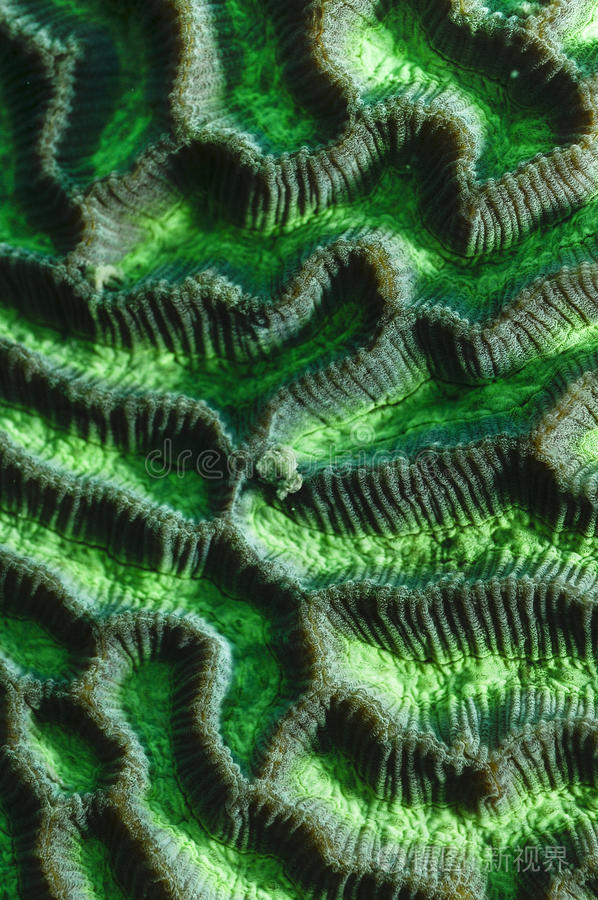 绿珊瑚纹理