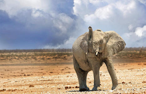 和动物的吼叫一只孤独的大象在伊托沙平原上吼叫照片