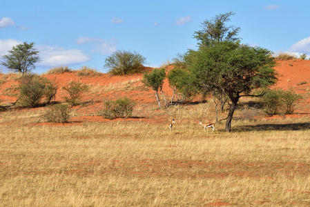 游猎 沙漠 自然 威尔 美丽的 纳米比亚 国家的 非洲 宝石