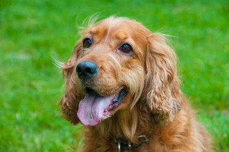 草地 外部 犬科动物 主人 自然 领域 同伴 头发 动物