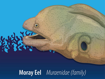 绘画 暗礁 生物 鳗鱼 照片 动物 剪贴画 插图 游泳 水下