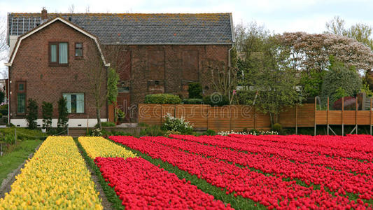 自然 农业 农事 花的 农田 颜色 农场 荷兰语 房子 荷兰