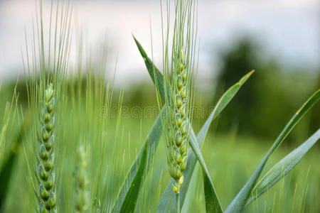 春天蓝天上的绿色小麦Triticum。 关闭未成熟的小麦耳朵