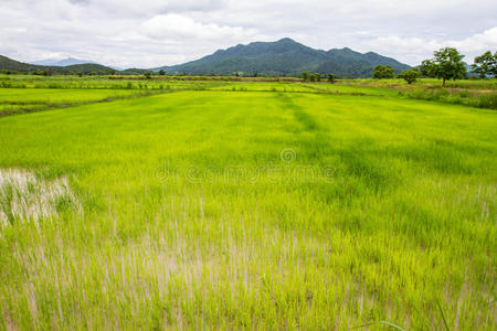 泰国稻田