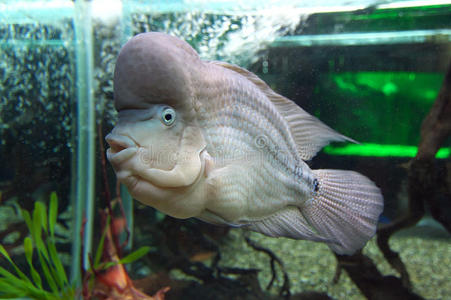 水族馆中的鱼类种类