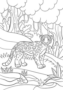 着色页。 森林里可爱的斑点美洲虎。
