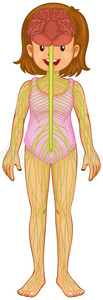 人类 生物学 解剖 女孩 癌症 绘画 艺术 削减 健康 图表