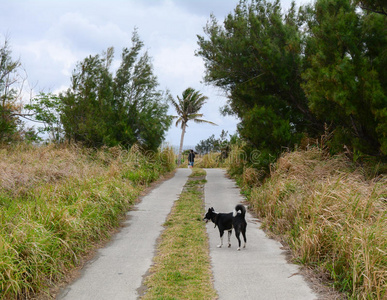 农村路上的一只狗照片