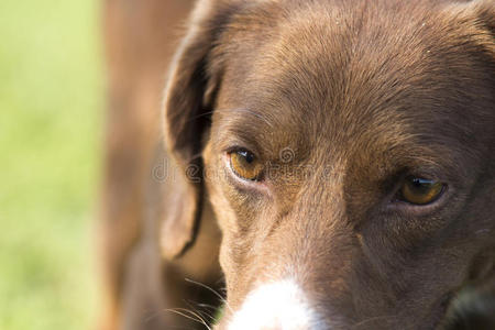 棕色眼睛纯种猎狗的背景是绿色的g