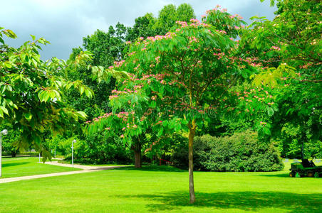 植物 植物区系 国家 牧场 地平线 公园 乡村 领域 农场