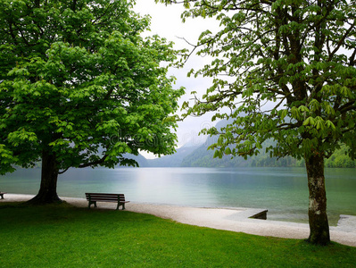 笔直单独的大树湖边的一棵大树照片