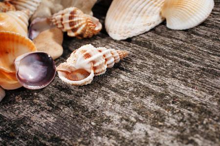 古老的 复制 贝壳 海的 卡片 海洋 木材 海滩 海星 自然