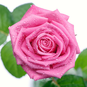 美丽的 礼物 自然 植物 粉红色 假日 特写镜头 美女 花瓣