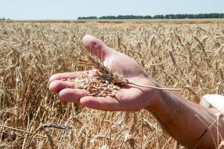 谷类食品 玉米 面包 成长 农业 农场 美丽的 农民 公司