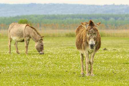 草地上的驴子