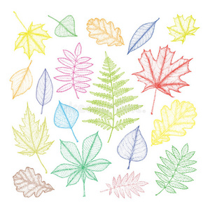 收集 花园 花的 自然 椴木 艺术 蕨类植物 插图 概述