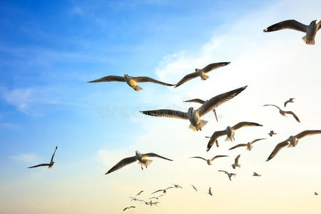 海上自由飞翔的鸟儿图片-海上自由飞翔的鸟儿素材-海上自由飞翔的鸟儿