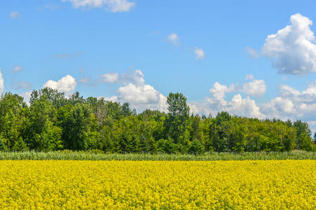 农场 颜色 加拿大 环境 自然 农事 土地 风景 夏天 森林