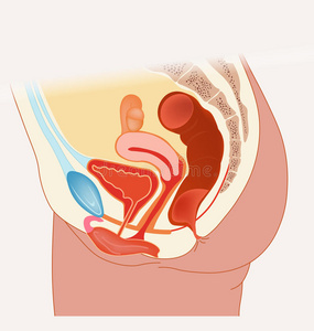 女性生殖器图片 女性生殖器素材 女性生殖器插画 摄图新视界