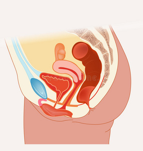 女性生殖器图片 女性生殖器素材 女性生殖器插画 摄图新视界 女性生殖器图片 女性生殖器素材 女性生殖器插画 摄图新视界