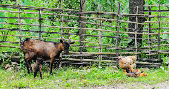 越南达拉特花园里的山羊和鸡