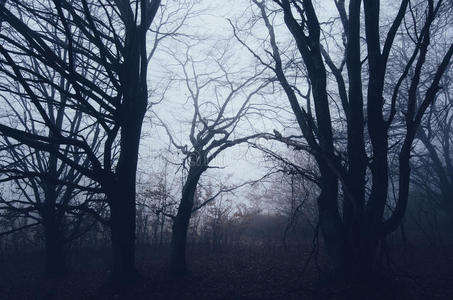 环境 森林 陶醉 落下 薄雾 诡异的 幻想 神秘 噩梦 花园