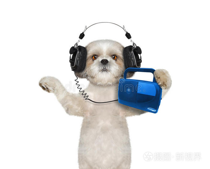 狗听音乐跳舞