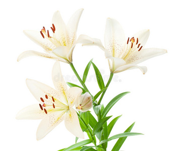 白百合花图片-白百合花素材-白百合花插画-摄图新视界