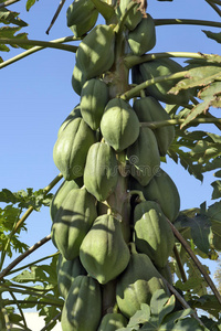 果园体教程照片