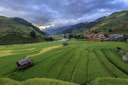 越南延白木仓寨梯田上的稻田。大米f