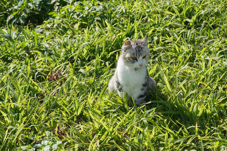 户外的家猫