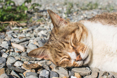 户外的家猫