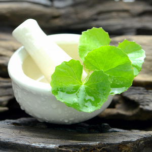 新鲜积雪草汁托盘上有新鲜的科拉植物印度次大陆的药用叶雷公根数字