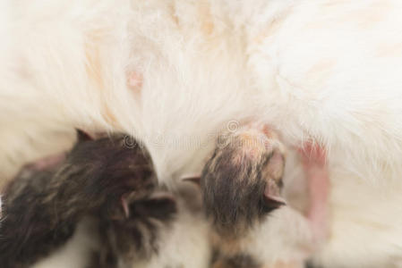 猫哺乳图片