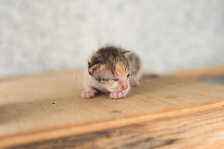 哺乳动物 猫科动物 新生儿 出生 宠物 害怕 宝贝 漂亮的