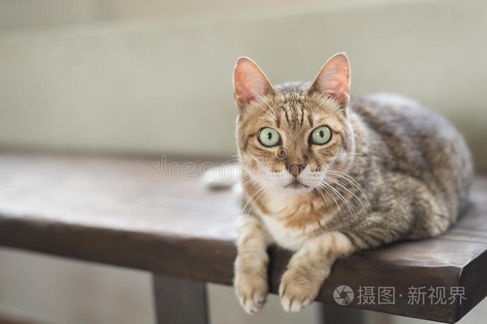 猫坐在长凳上