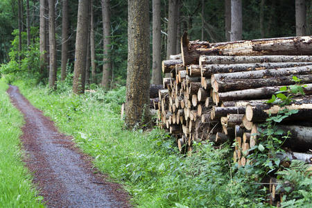 沥青 自然 木桩 燃料 森林 人行道 日志 树皮 木材 材料