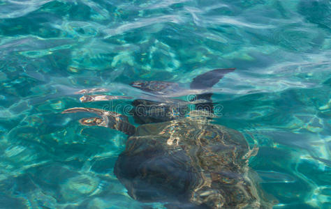 卡塞塔卡塔海龟在希腊扎金托斯的巴伊拉加纳斯游泳