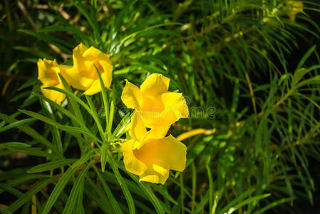 自然 特写镜头 美女 黛西 纹理 夏天 开花 颜色 花的