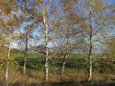 一群秋天的桦树在阳光下
