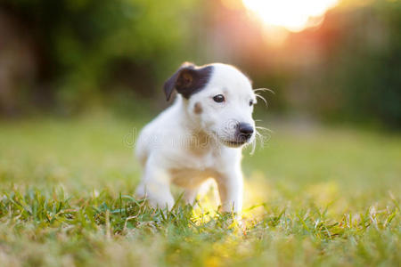 宠物 小狗 猎犬 动物 犬科动物 幼犬 小孩 杰克 朋友