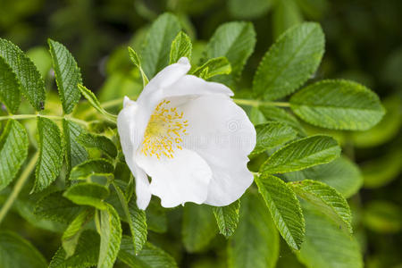 公园 灌木 玫瑰 夏天 植物区系 野生动物 罗莎 植物 绿脓杆菌