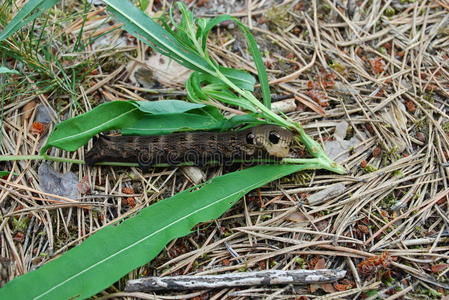 槐埃莱奥诺拉蛾图片