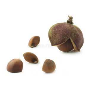 津巴基茶花种子在白色的背景上照片