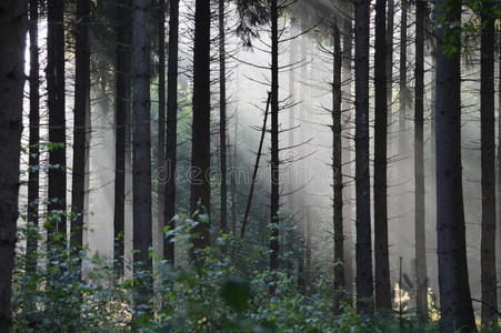 森林 童话 秋天 薄雾 幻想 恐怖 优雅 万圣节 风景 可爱的
